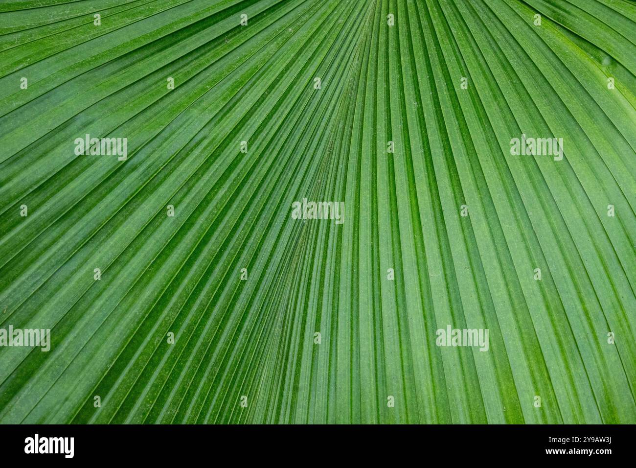 Grüne Blätter, Struktur eines grünen Blattes einer tropischen Palme und Kopierraum. Grüne abstrakte Palmblattextur als grüner Kopierraum im Hintergrund. Stockfoto