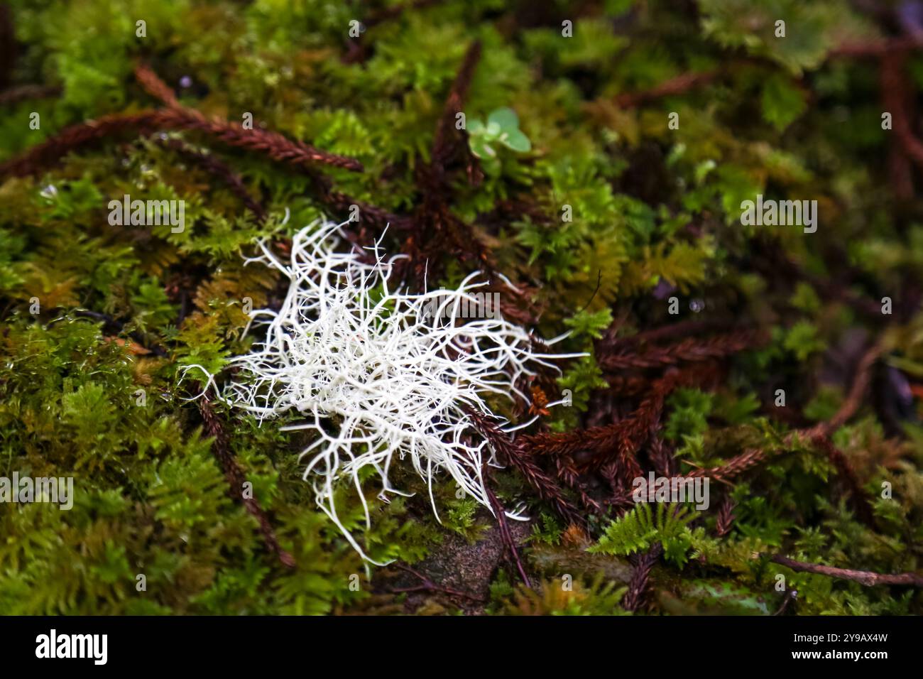 Eine Nahaufnahme der Cladonia portentosa, auch Rentierflechte genannt, ist eine helle, fruchtige Flechte aus der Familie der Cladoniaceae Stockfoto