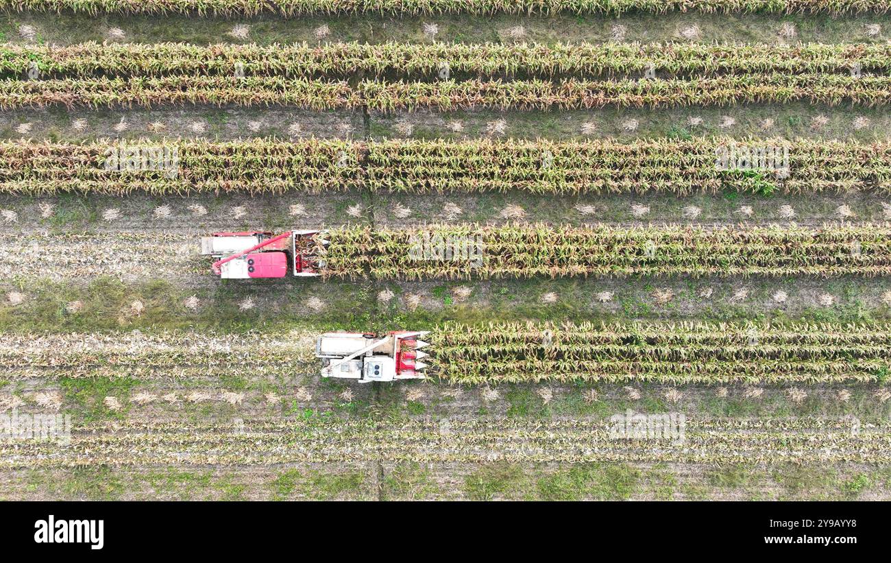 SUQIAN, CHINA – 10. OKTOBER 2024 – Bauern fahren Erntemaschinen, um Reifen Mais auf einem Pflanzfeld für Sojabohnen und Maisstreifen in Suqian, Jian, zu ernten Stockfoto