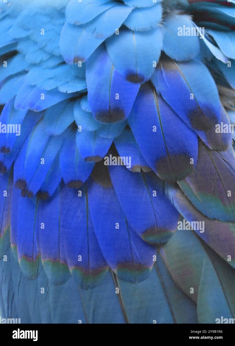 Foto der blauen Federn eines Aras/Papageiens. Stockfoto