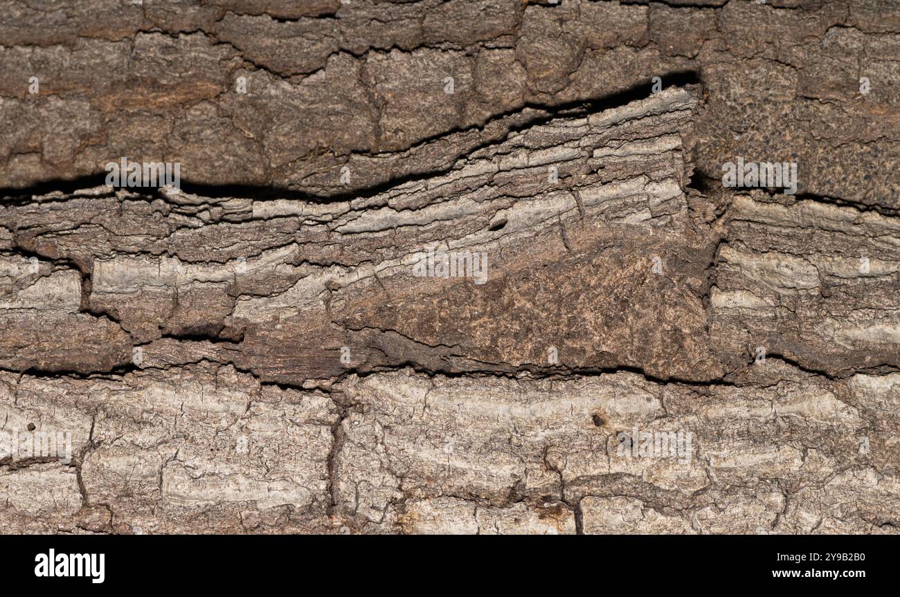 Termiten- und Rindennagkäfer beschädigen Eichenbaumrinde Insektenschädling bekämpfen die Zerstörung der Natur. Stockfoto