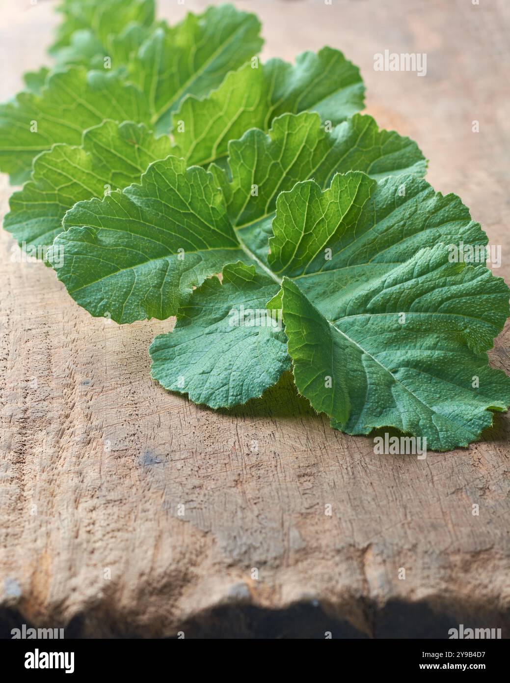 Frisches Rettichblatt auf Schneidebrett aus nächster Nähe, essbares Blattgemüse mit Nährstoffen wie Ballaststoffe und Antioxidantien, Kochen, Salate Stockfoto