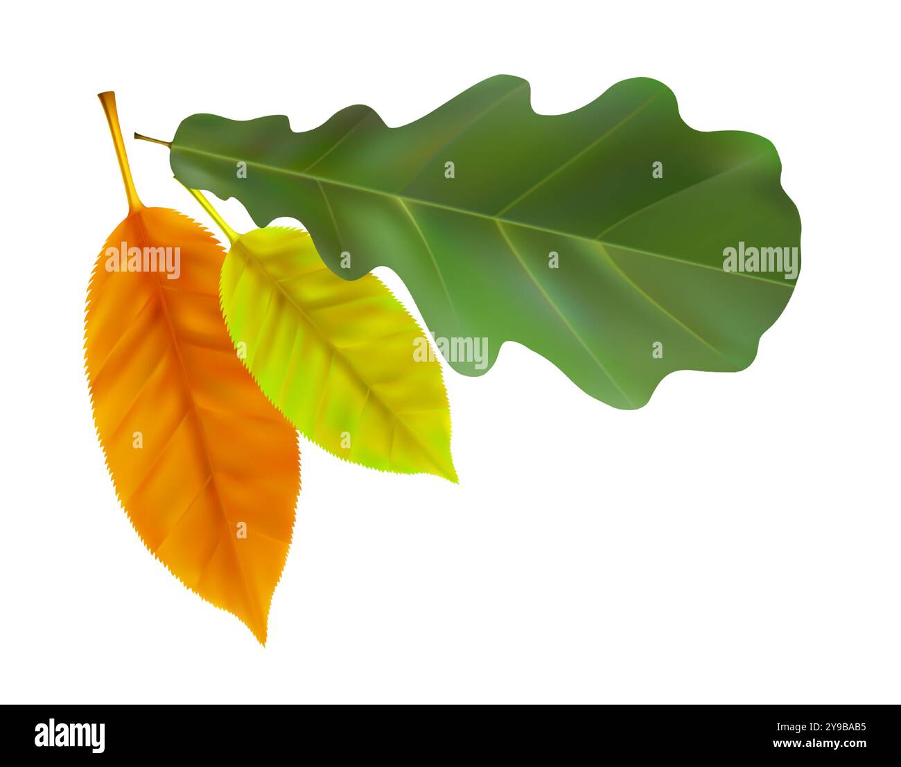 Herbstlaub Komposition. Vektorabbildung Stock Vektor