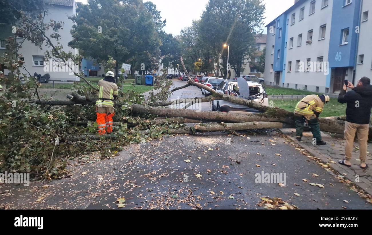 Bamberg, Deutschland. Oktober 2024. Die Feuerwehr entfernt einen umgestürzten Baum, der auf ein Auto gestürzt ist. Der ehemalige Hurrikan „Kirk“ verursacht zahlreiche Löschangriffe. Quelle: Ferdinand Merzbach/NEWS5/dpa/Alamy Live News Stockfoto