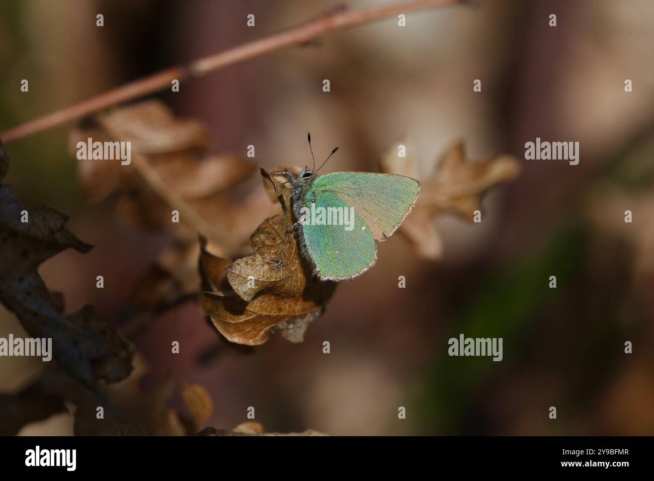 Grüner Zipfelfalter - Callophrys rubi Stockfoto