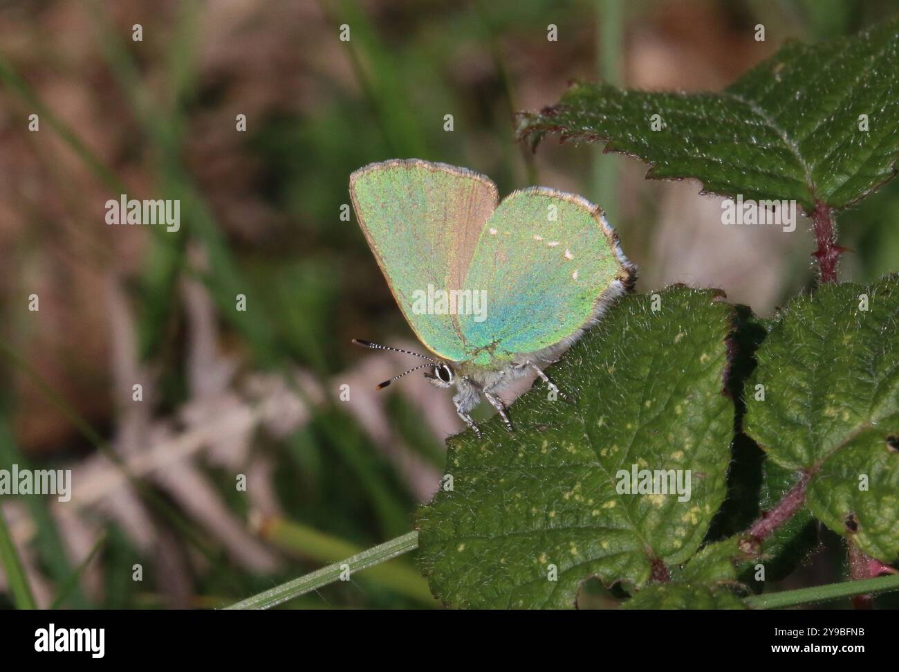 Grüne Haarsträhne auf einem Blatt - Callophrys rubi Stockfoto