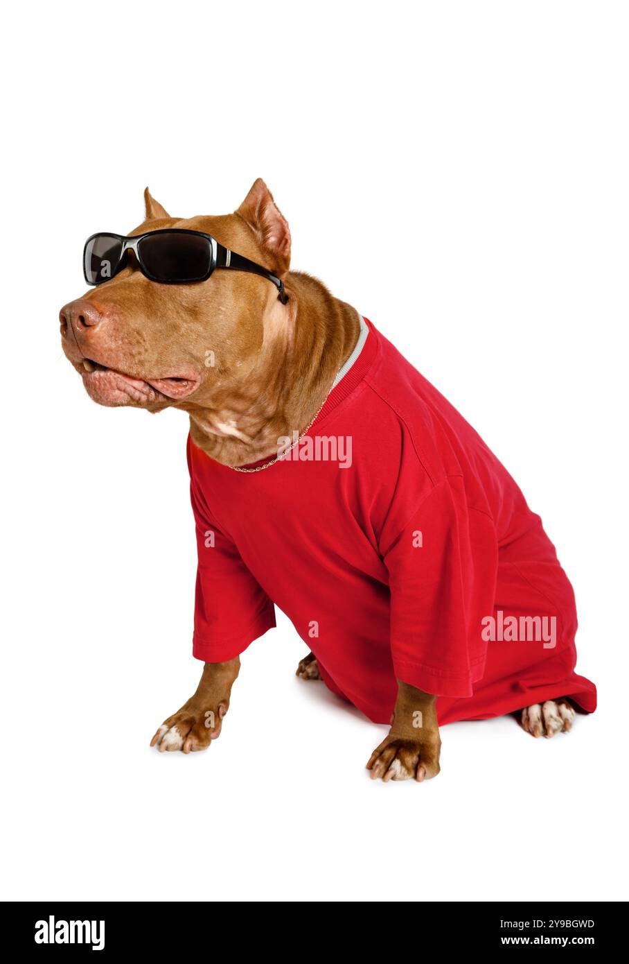 American Pit Bull Terrier Hund in einem roten T-Shirt gekleidet, auf seinem Hals eine goldene Kette und auf seinen Augen Sonnenbrille isoliert auf weißem Hintergrund Stockfoto