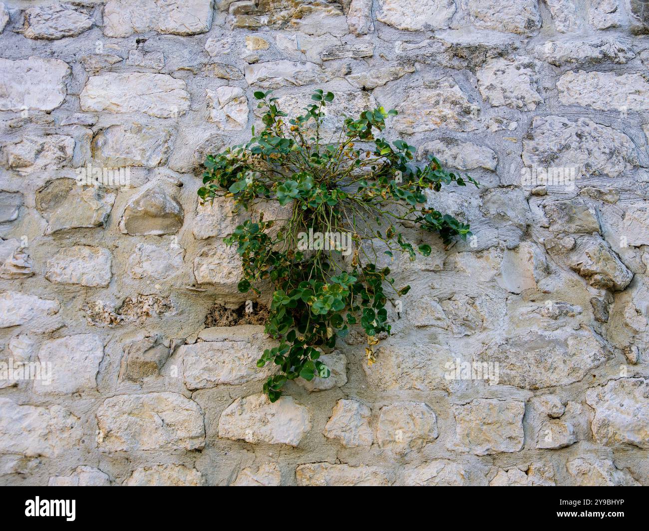 Rab, Kroatien - 23. August 2023: eine alte Steinmauer mit einer grünen Pflanze, die zwischen den verwitterten Steinen auftaucht und die Widerstandsfähigkeit der Natur zeigt Stockfoto