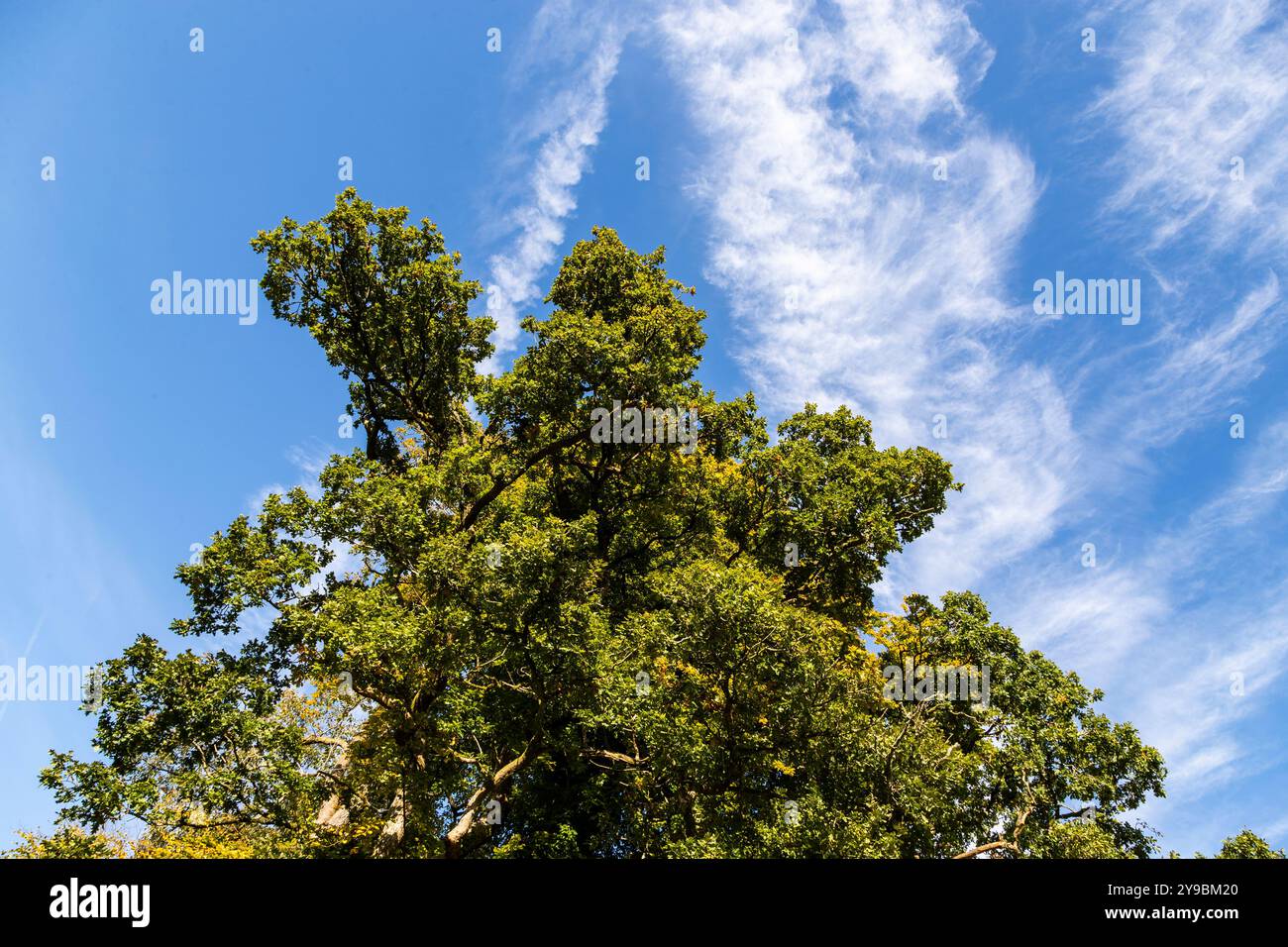 Eiche vor blauem Himmel an den Cannop-Teichen Stockfoto