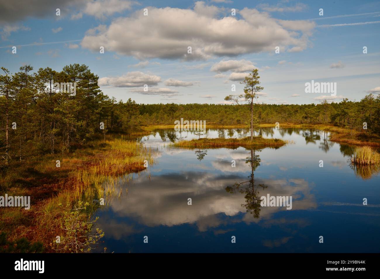 Viru Bog im Nationalpark Lahemaa, mit Mooren, Wäldern und Aussichtsturm, ca. 45 Minuten Fahrt außerhalb von Tallinn, Estland. Stockfoto