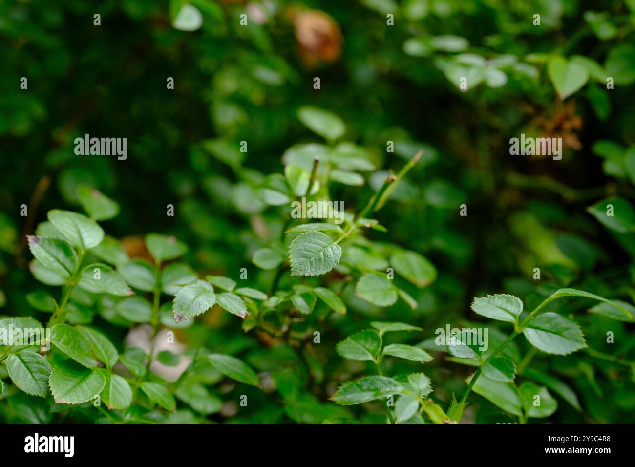 Kalanchoe-Blütenblätter Stockfoto