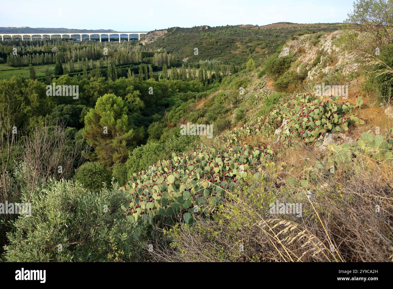 Ein Feigenkaktus mit Nopales und roten Früchten in Frankreich Stockfoto