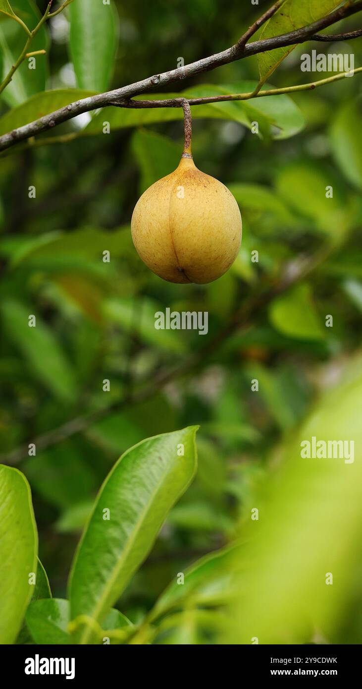 Reife Muskatnussfrüchte hängen am Zweig, umgeben von frischen hellgrünen Blättern, mit einem verschwommenen grünen Hintergrund. Stockfoto