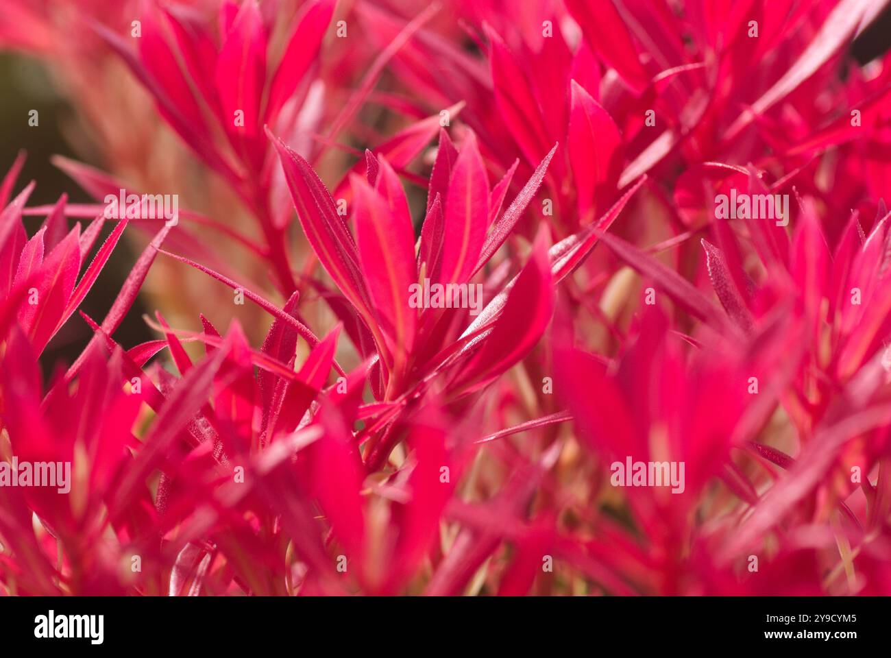 Hellrotes neues Wachstum von Pieris Forest Flame (Japonica Flame-Hardy) immergrüner Sträucher, der im Garten in Zentralschottland im April 2021 wächst. Zentrale Sc Stockfoto