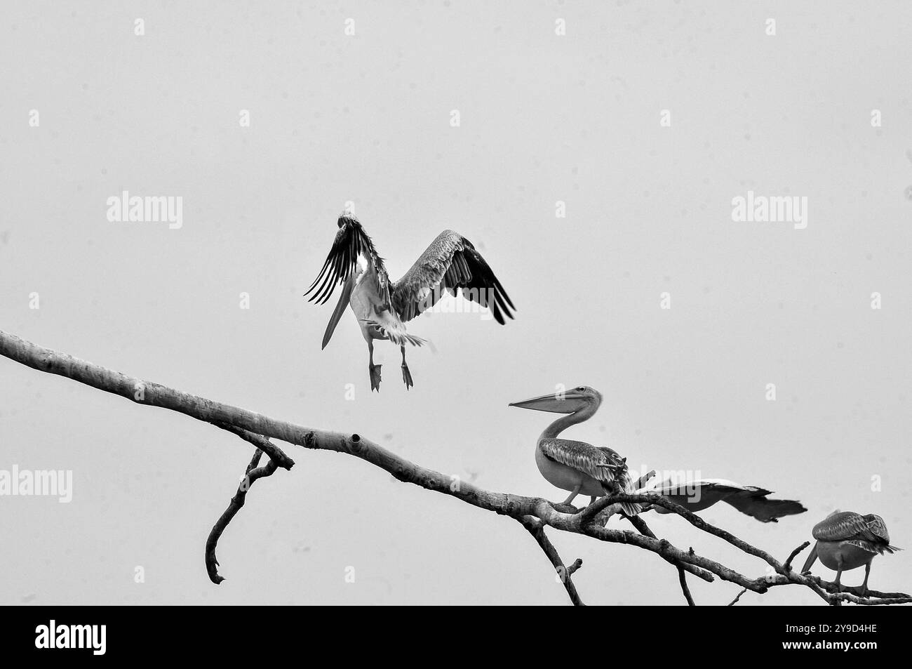 Pinkfarbene Pelicans (Pelecamus rufescens) auf Paradise Island im Victoria-See Uganda Stockfoto