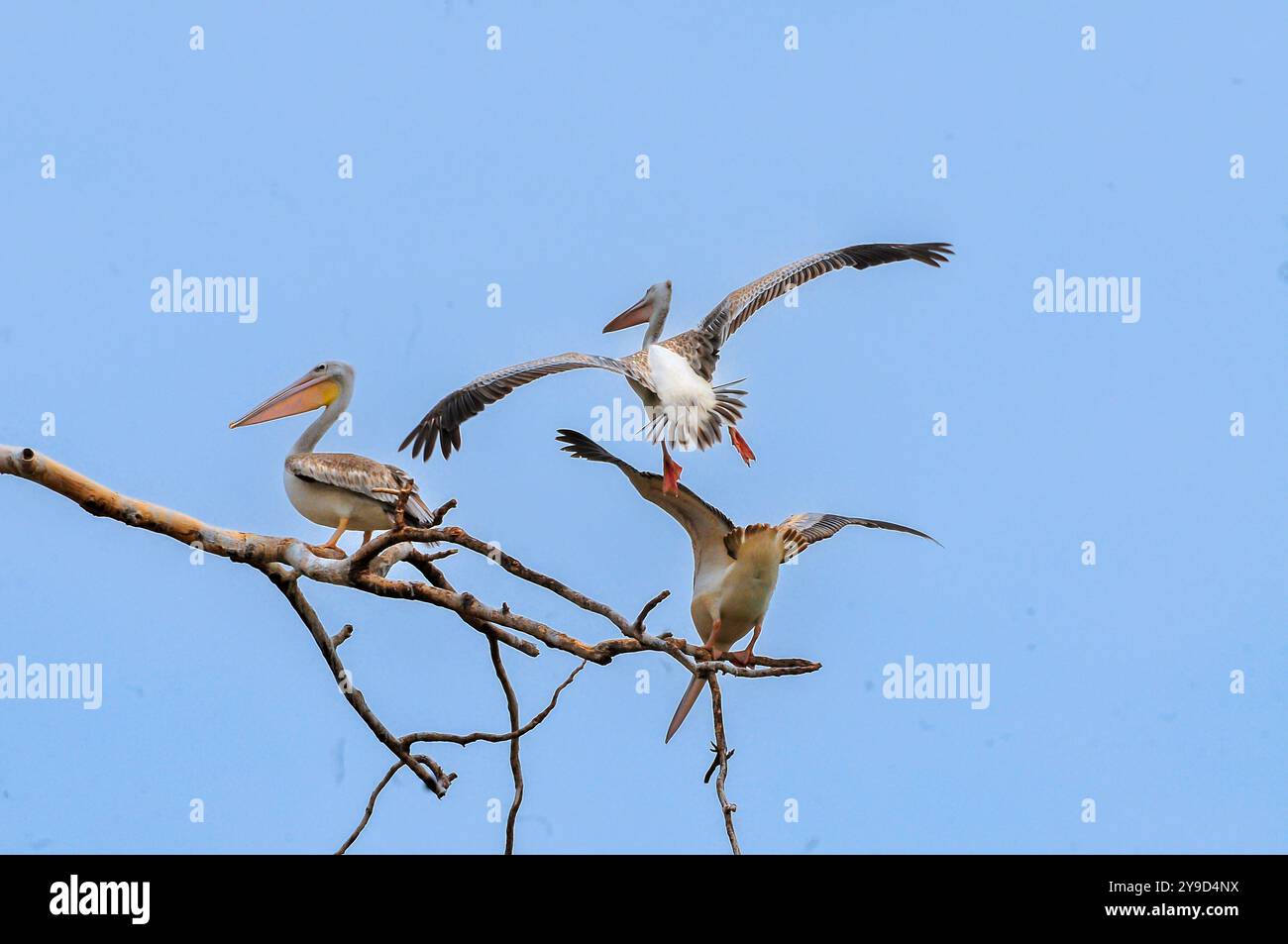 Pinkfarbene Pelicans (Pelecamus rufescens) auf Paradise Island im Victoria-See Uganda Stockfoto