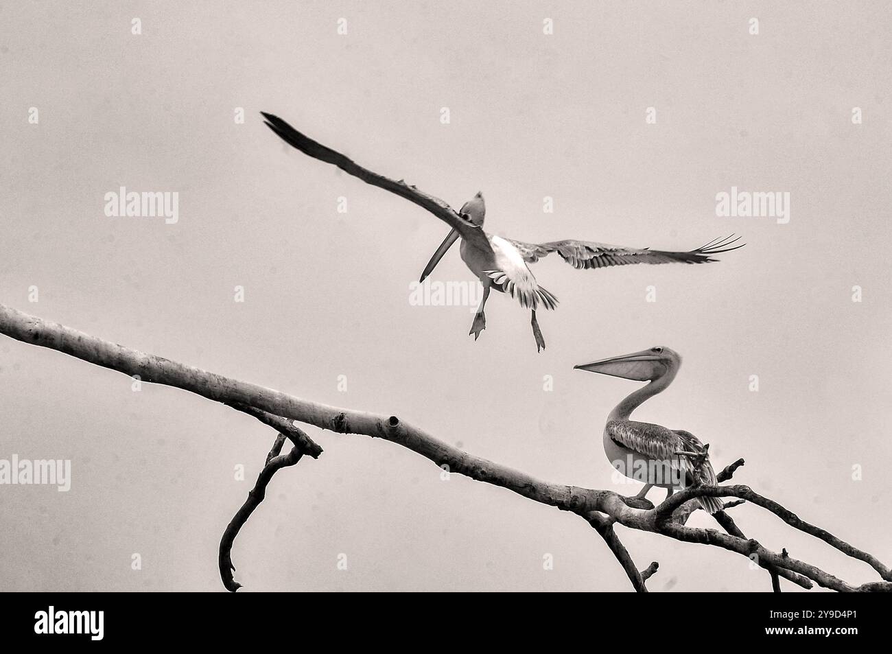 Pinkfarbene Pelicans (Pelecamus rufescens) auf Paradise Island im Victoria-See Uganda Stockfoto