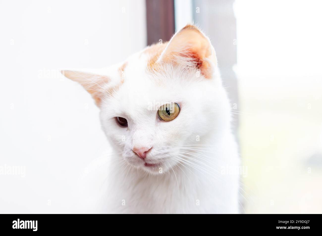 Eine flauschige weiße Katze mit markanten orangen Augen blickt aus einem Fenster und beobachtet die Welt dahinter Stockfoto