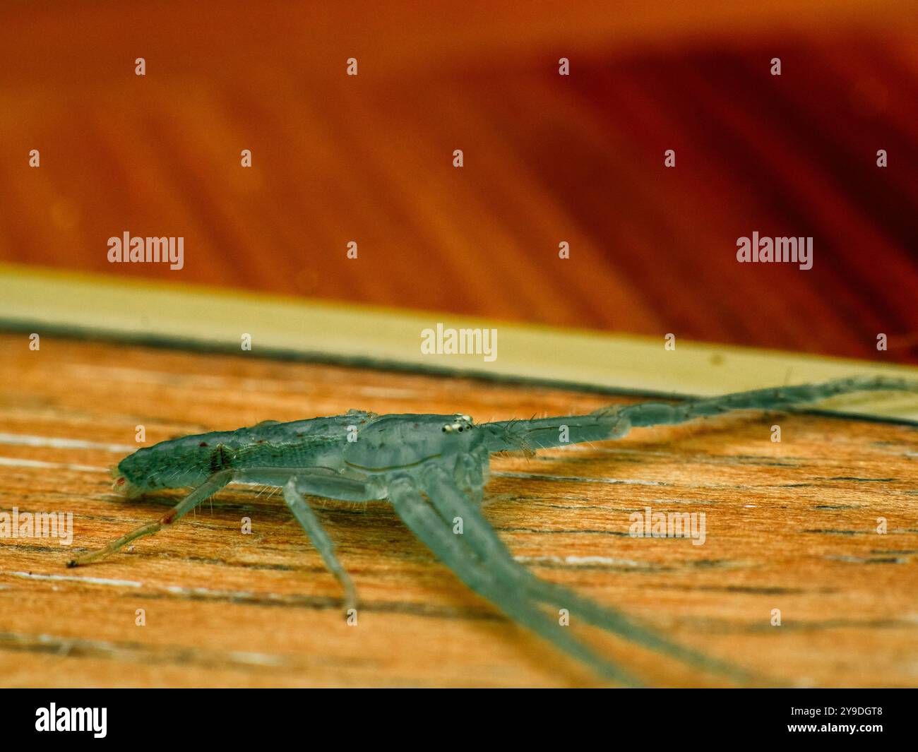 Grüne Krabbenspinne auf einem hölzernen Schreibtisch, unter Makrofotografie Stockfoto