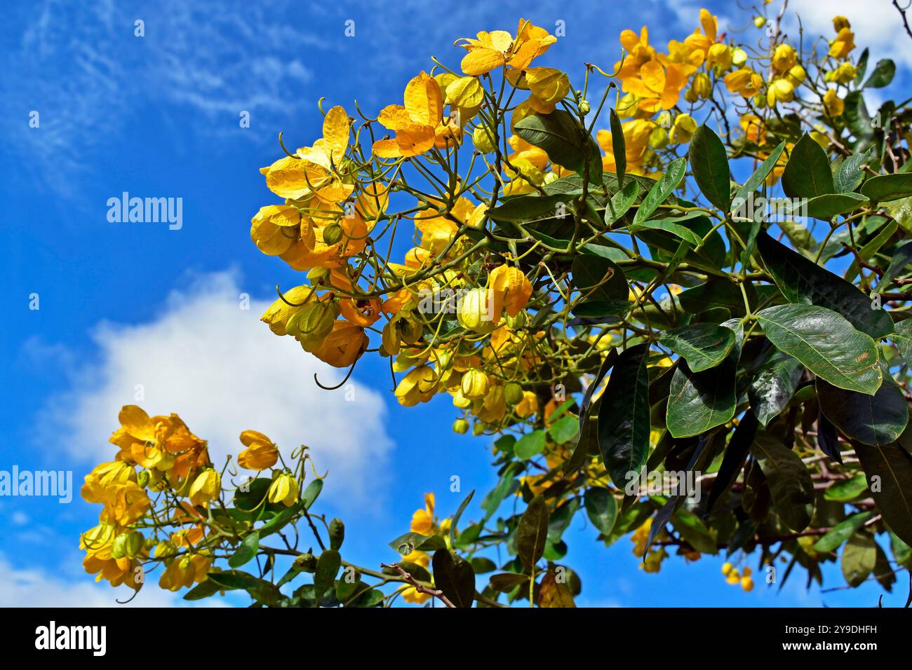 Gelbe Blumen auf dem Baum (Senna angulata) in Ribeirao Preto, Sao Paulo, Brasilien Stockfoto