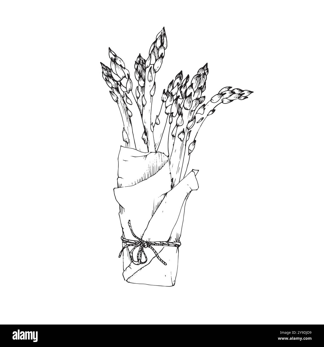 Spargelstränge Hand gezeichnete Vektor-Illustration. Sparrow Gras Zweige in Papier mit Seil gebunden Stock Vektor