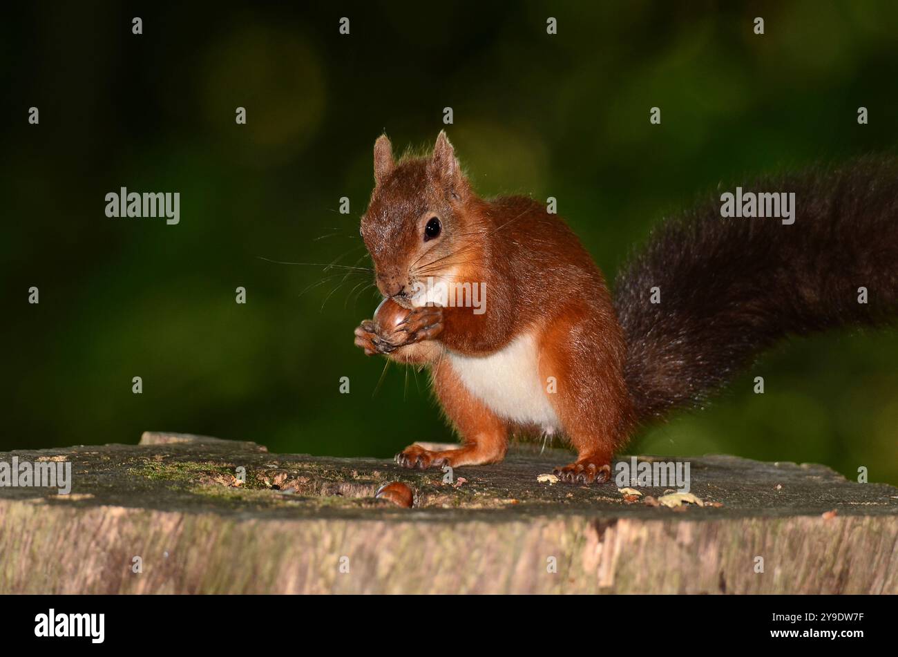 Erwachsenes rotes Eichhörnchen. Brownsea Island, Dorset, Großbritannien Stockfoto