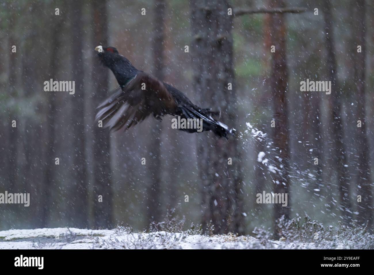 Auerhuhn (Tetrao urogallus). RoosterSight eurasisches Auerhuhn. Tetrao urogallus Linné, 1758 Foto: Magnus Martinsson / TT / Code 2734 Stockfoto