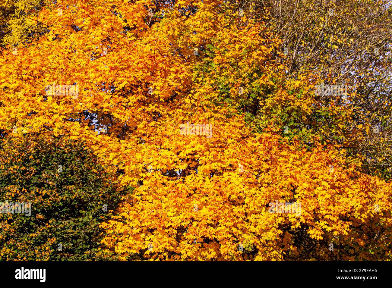 Dundee, Tayside, Schottland, Großbritannien. Oktober 2024. Wetter in Großbritannien: Herrlich farbenprächtiges Herbstlaub auf Bäumen in der Nähe von Dundee, Schottland. Die Platanen- und Rosskastanienbäume sind im Oktober die ersten, die gelb werden, gefolgt von der Birke. Quelle: Dundee Photographics/Alamy Live News Stockfoto