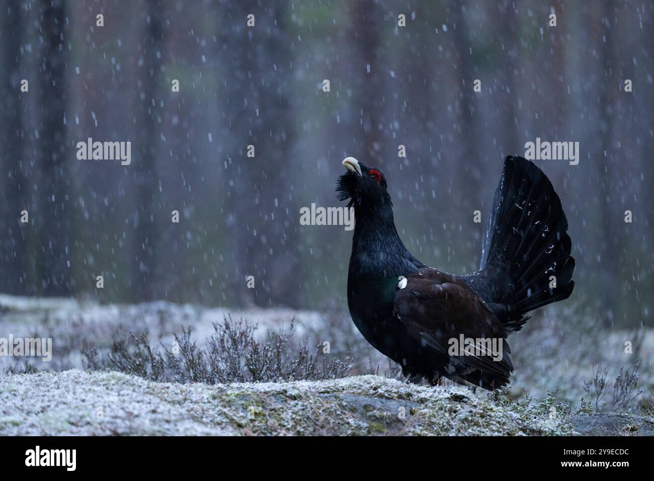 Auerhuhn (Tetrao urogallus). RoosterSight eurasisches Auerhuhn. Tetrao urogallus Linné, 1758 Foto: Magnus Martinsson / TT / Code 2734 Stockfoto