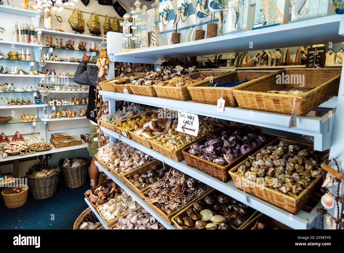 Muscheln zum Verkauf im Shell Shop in St Ives, Cornwall, England Stockfoto