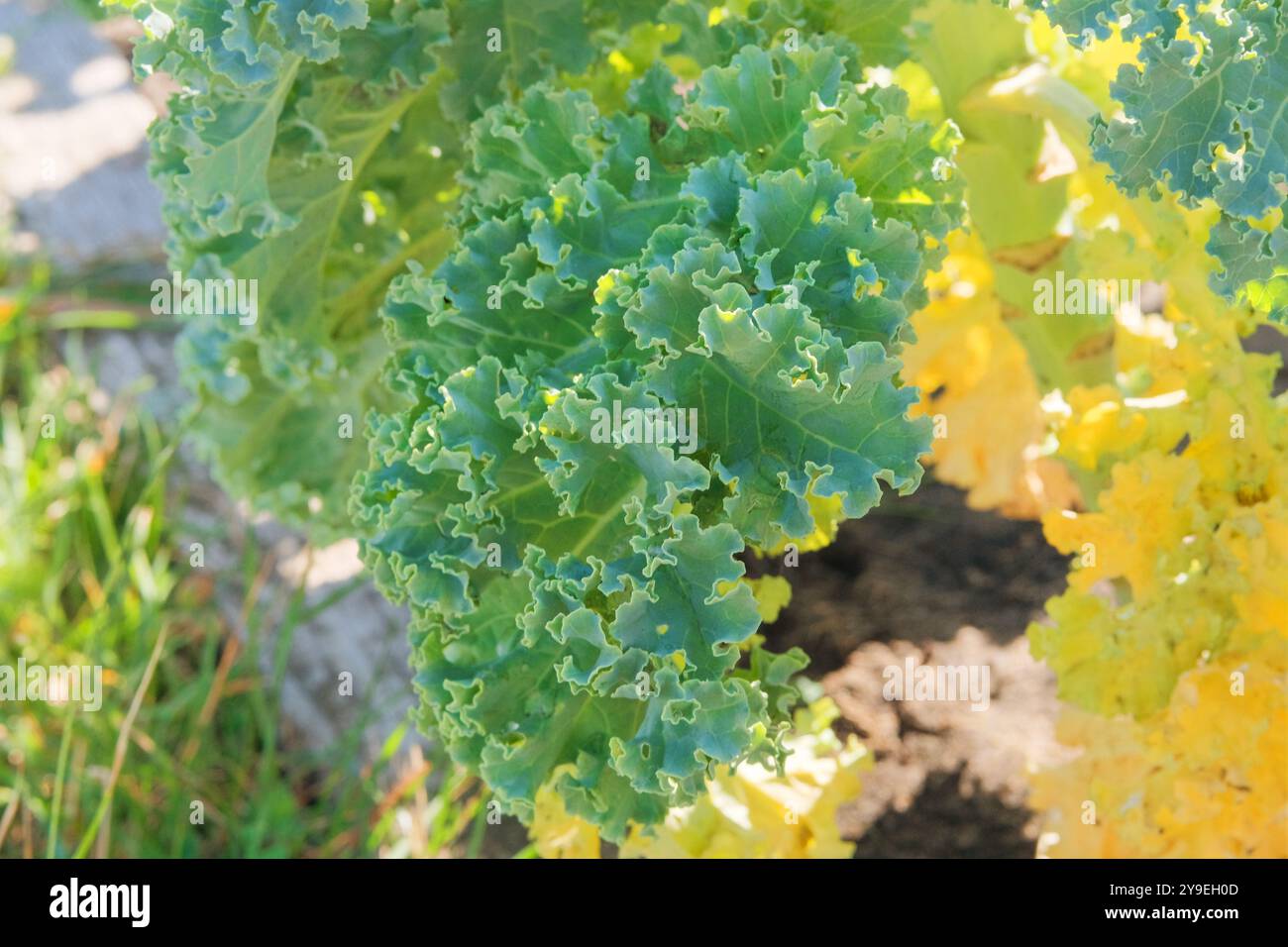 Salat wächst im rustikalen Garten. Grünkohl in der Landwirtschaft. Vitamin-Curly-Grünkohl-Blätter. Vegane Zutat. Wachsende grüne Brassica. Stockfoto