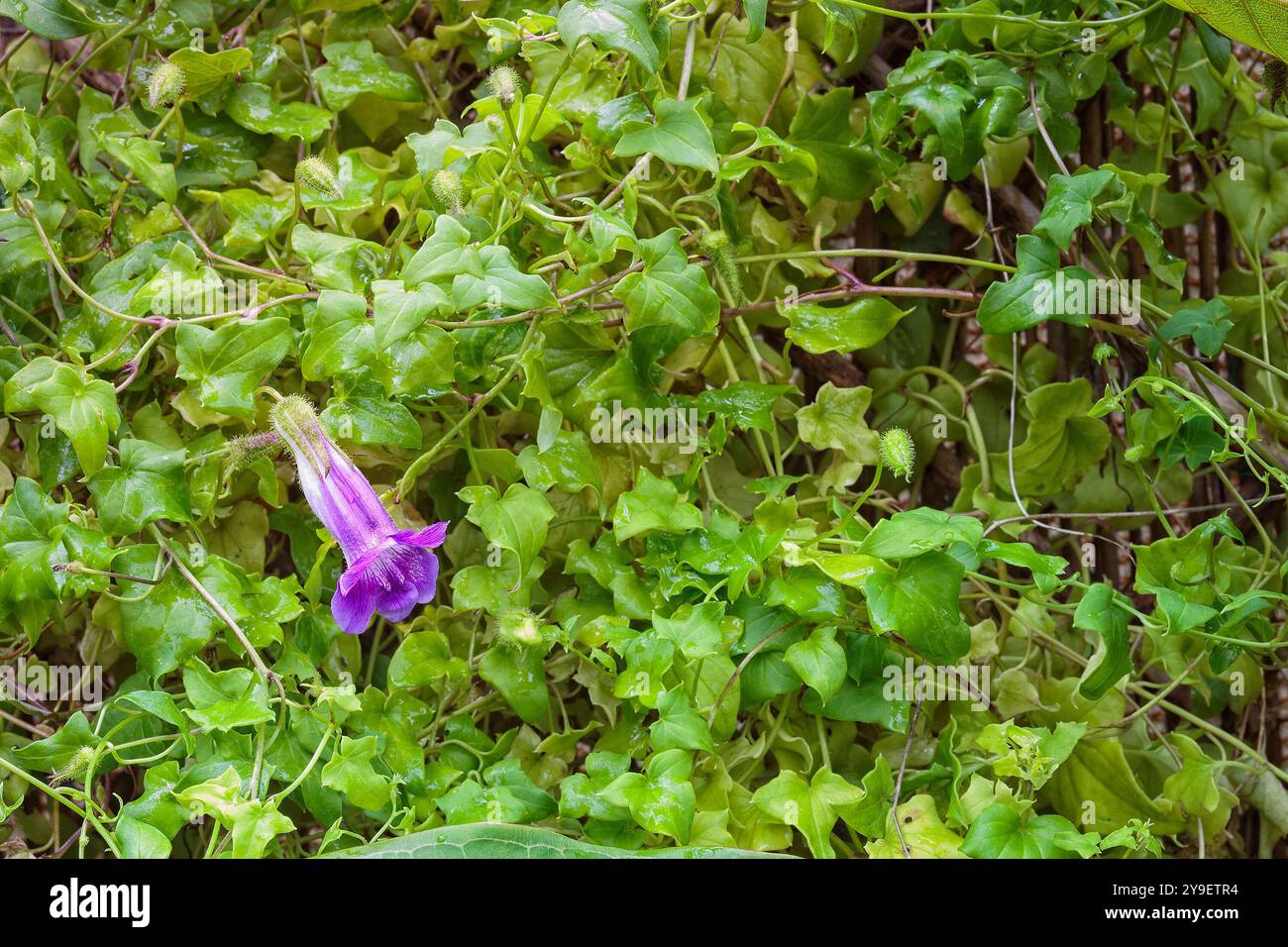 Nachfolgender Snapdragon (Maurandya scandens), Plantaginaceae. Mehrjähriges Weinkraut, Zierpflanze. Stockfoto