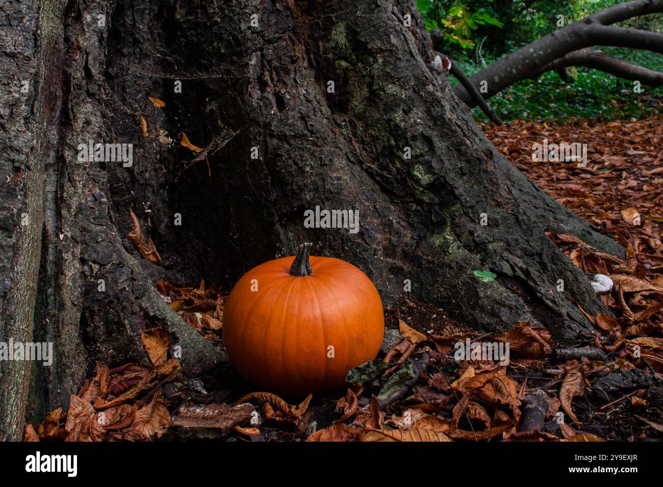 Orangenkürbis unter einem alten Baum im Park, Herbstlaub, Thanksgiving, samhain, halloween, alle heiligtümer Stockfoto