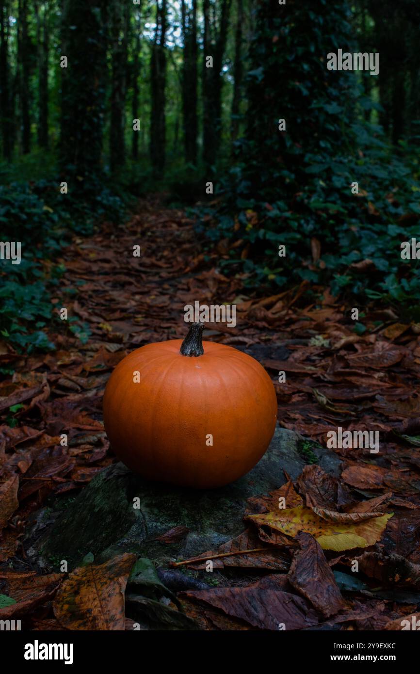 Einsamer Kürbis auf dem Stein auf dem grünen Waldweg, geheimnisvoller Herbstweg im Park, halloween, Thanksgiving, Kürbistag, oktoberfest Stockfoto