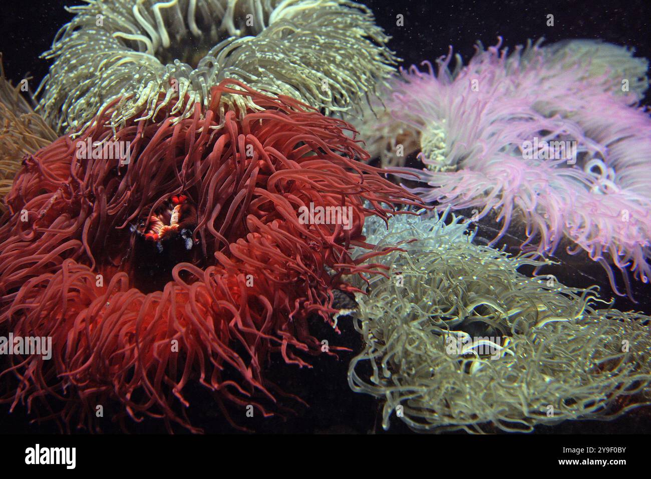 Nahaufnahme der Seeanemonen Stockfoto