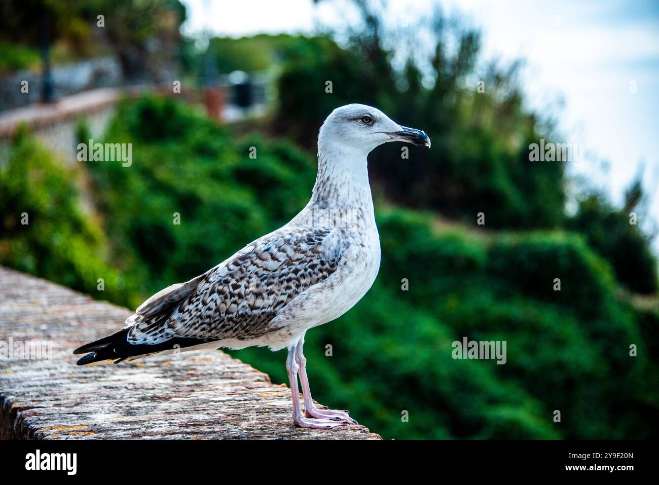 Profilporträt der Möwe in Sestri Levante, Genua, Ligurien, Italien Stockfoto