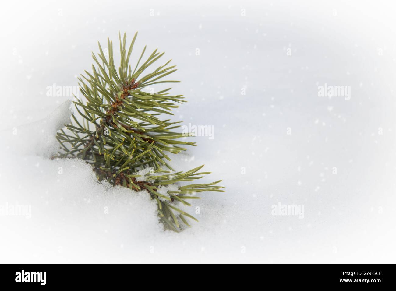 Nahaufnahme einer schneebedeckten immergrünen Kiefer, weihnachtsbaumzweig in einer Winterlandschaft, mit frostbedeckten Nadeln, natürliche Schönheit im Schnee, Hetta, Stockfoto