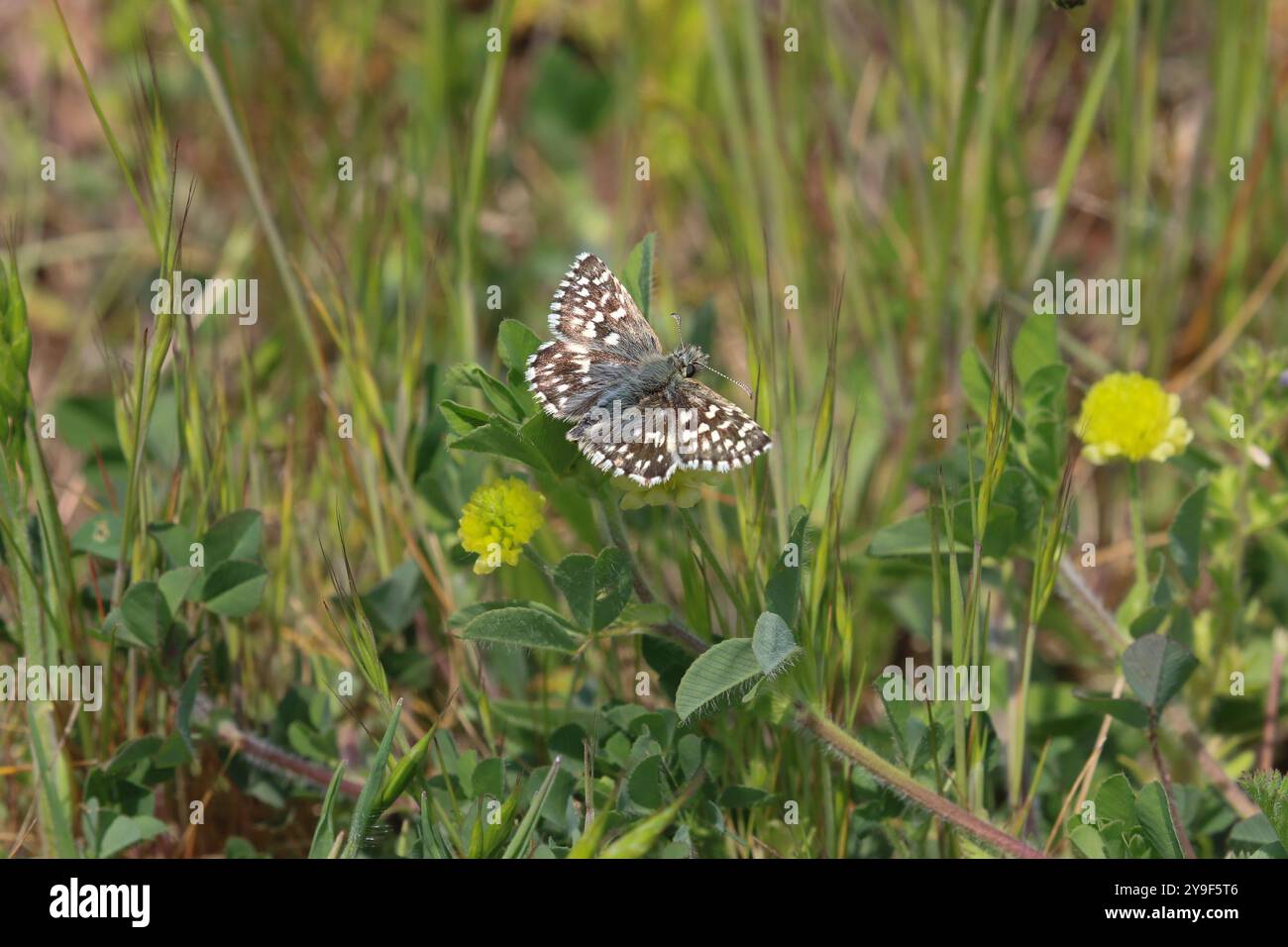 Ergrauten Skipper Butterfly - Pyrgus malvae Stockfoto