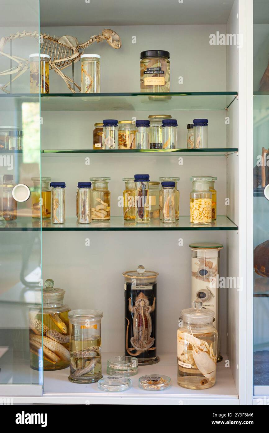 Glasvitrine mit verschiedenen Tieren auf Sternwasser in einem Biologieklassen an einer Gymnasialschule. Stockfoto