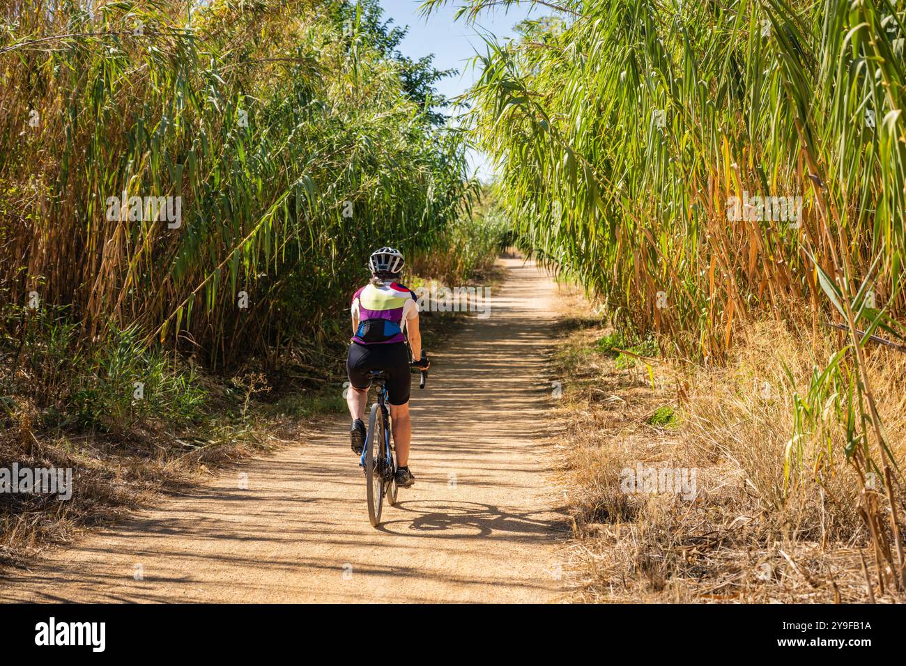Radfahrerin, die durch einen Bambuskorridor auf dem Velo Verte in der Nähe von Beziers, Departement Herault in der Region Occitanie, Frankreich, fährt. Stockfoto