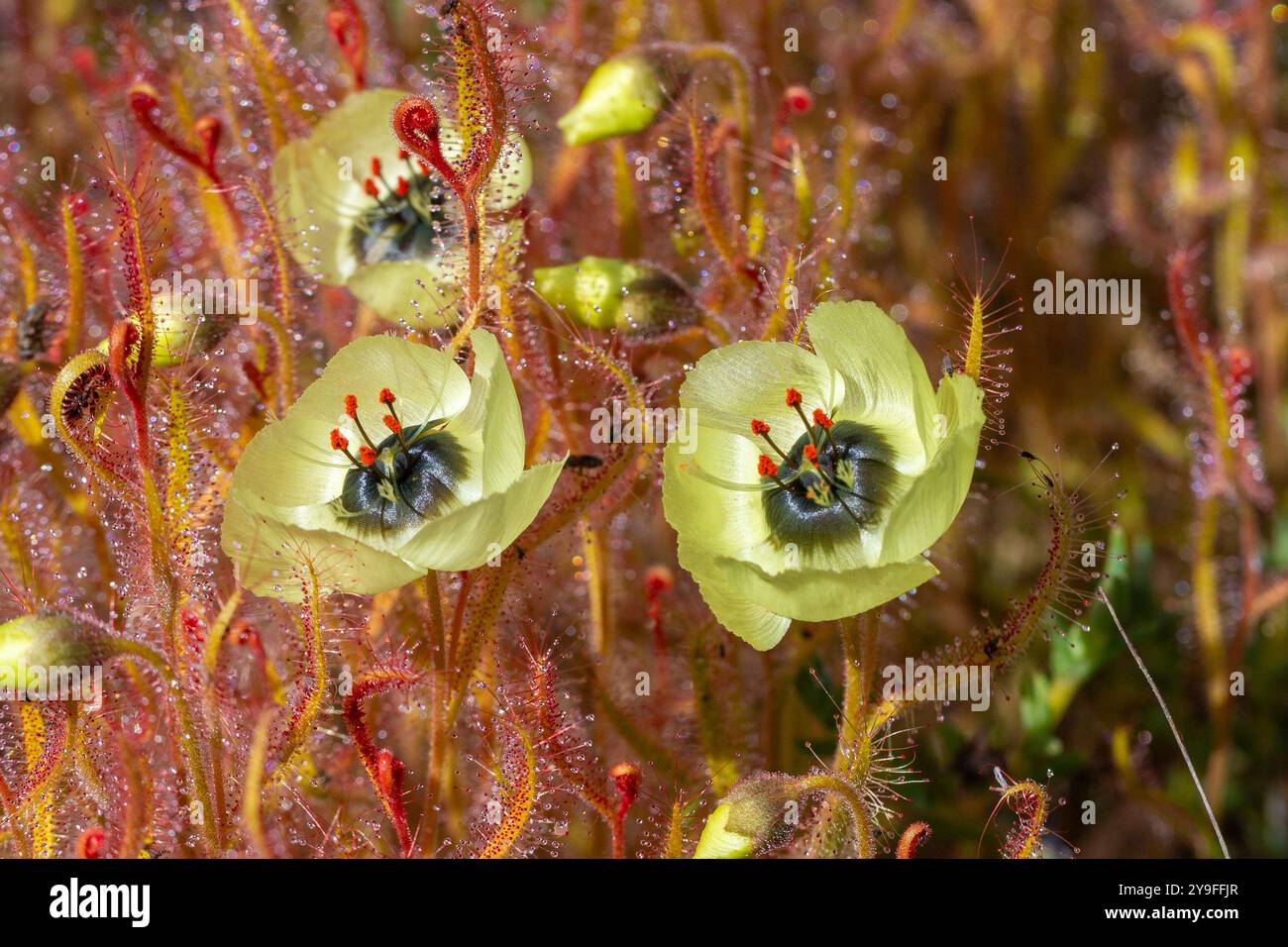 Die seltene gelb blühende Drosera cistiflora im natürlichen Lebensraum des Westkap von Südafrika Stockfoto