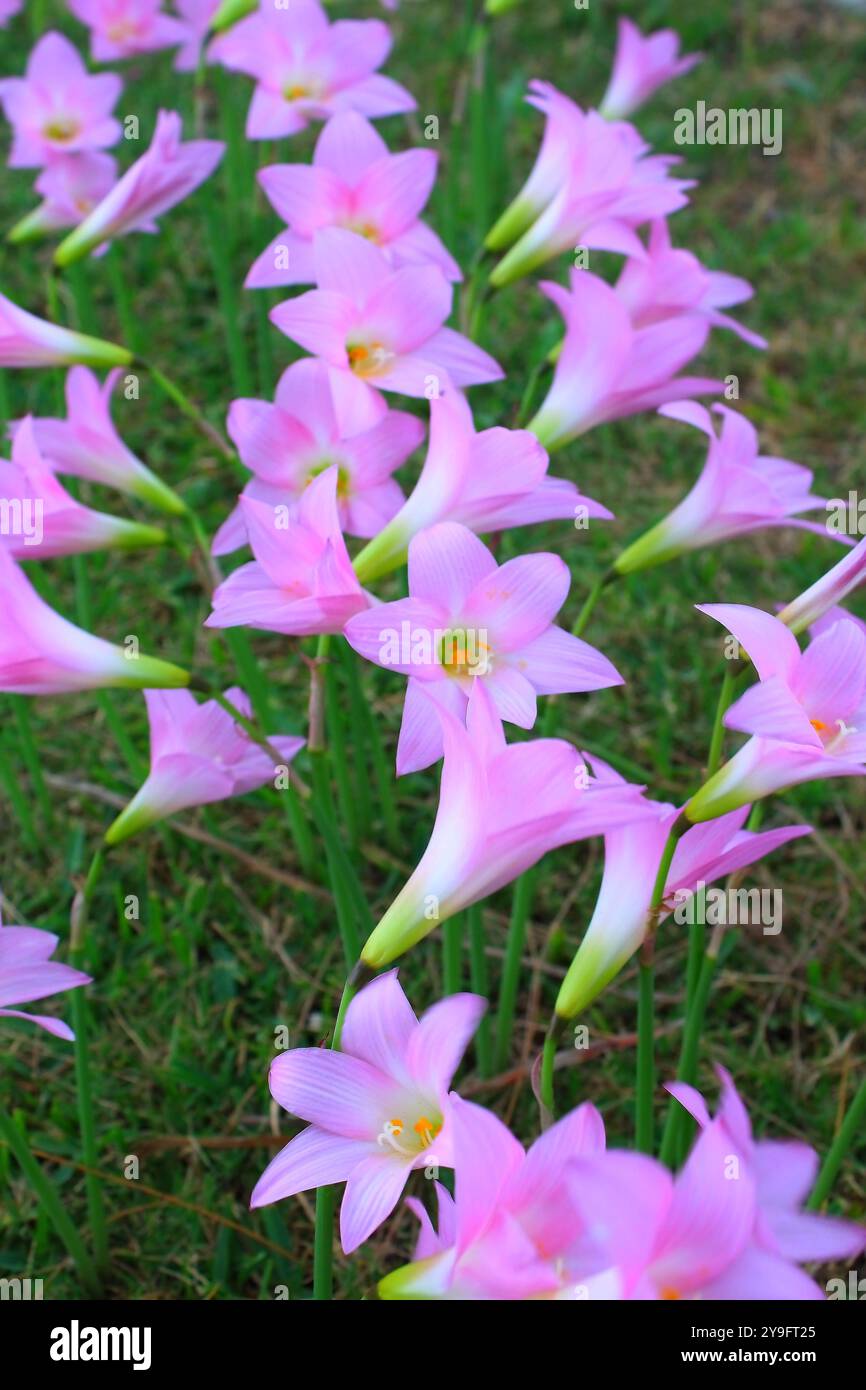 Set rosafarbener Blüten der Art Zephyranthes robusta aus der Familie der Amaryllidaceae auf einem Rasen. Stockfoto