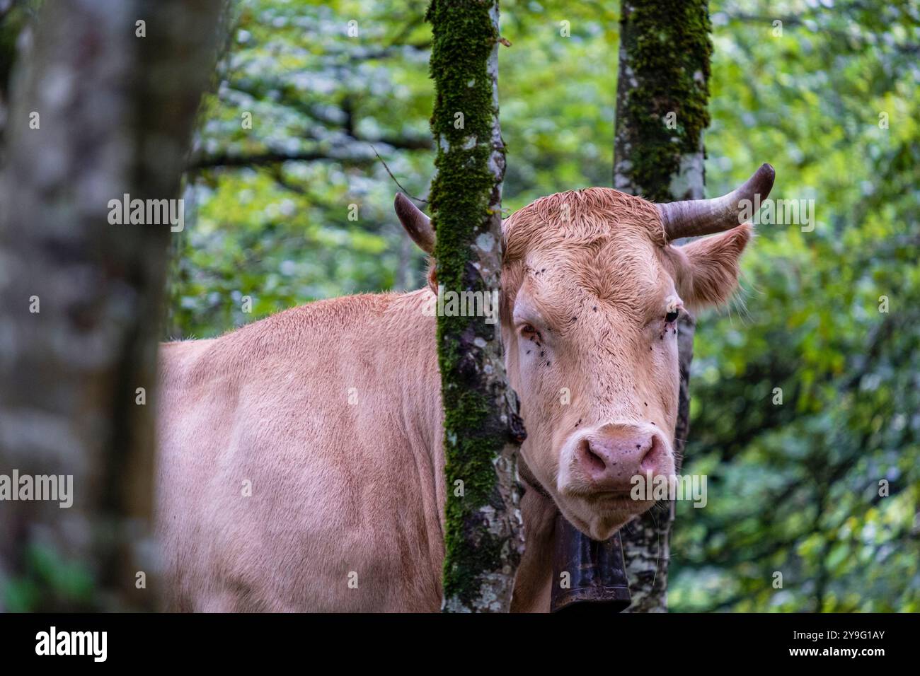 Pyrenäenkuh im Inneren des Buchenwaldes, Belagua-Tal, Isaba, Navarra, Spanien, Europa. Stockfoto