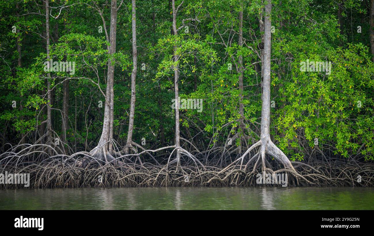 Mangroven entlang des Sierpe River in Puntarenas Provinz Costa Rica. Stockfoto