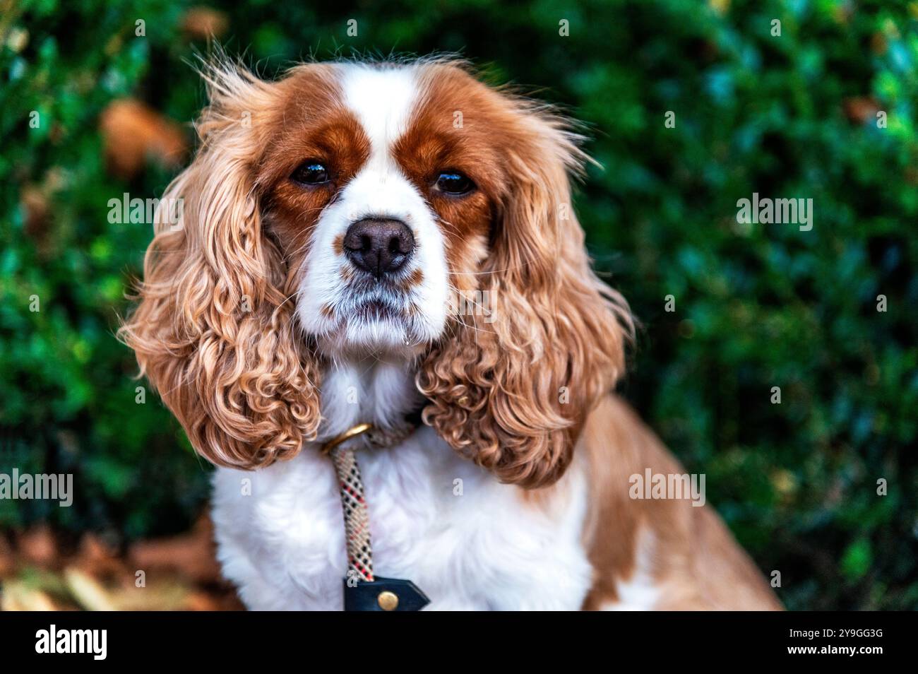 Ein Cavalier King Charles Spaniel, der am Chelsea Dog Day 2024 am Duke of York Square, Kings Road, Chelsea, London, teilnahm Stockfoto