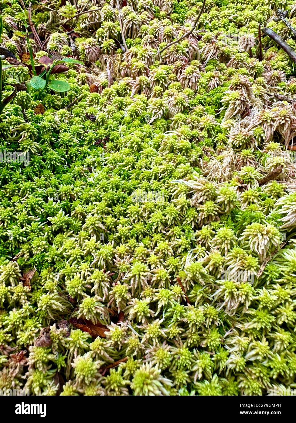 Fotos von Details aus der Nähe des Waldes an einem Sommertag: Die lebendigen Grüns, die sonnendurchfluteten Blätter und die komplizierten Strukturen der Schönheit der Natur Stockfoto