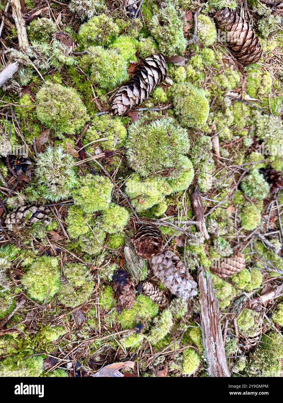 Fotos von Details aus der Nähe des Waldes an einem Sommertag: Die lebendigen Grüns, die sonnendurchfluteten Blätter und die komplizierten Strukturen der Schönheit der Natur Stockfoto