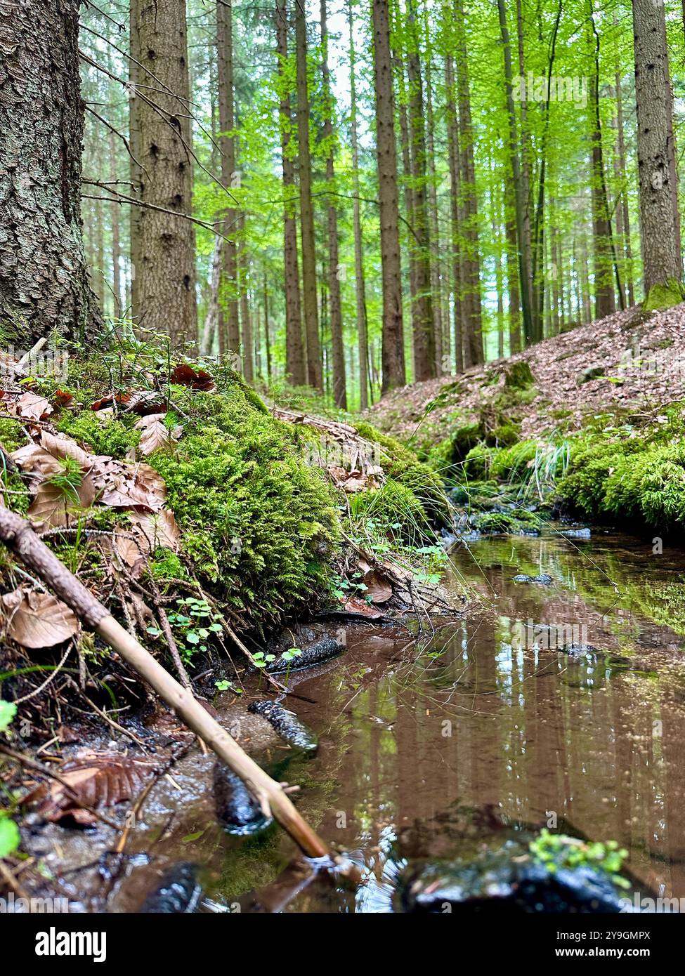 Fotos von Details aus der Nähe des Waldes an einem Sommertag: Die lebendigen Grüns, die sonnendurchfluteten Blätter und die komplizierten Strukturen der Schönheit der Natur Stockfoto