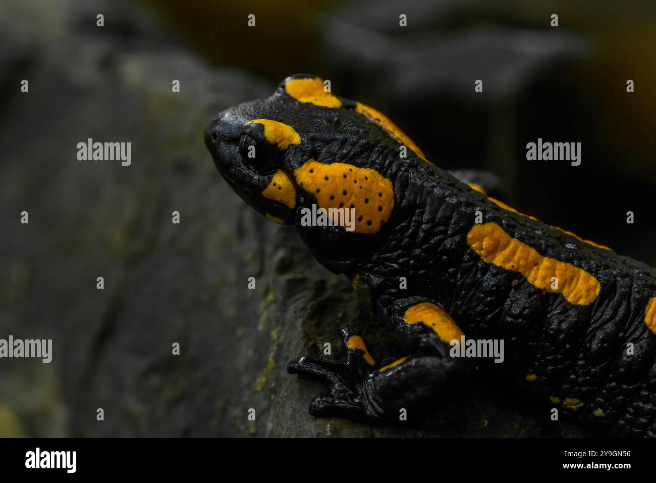 Salamandertier im dunklen Herbstblattwald in Nordböhmen Stockfoto