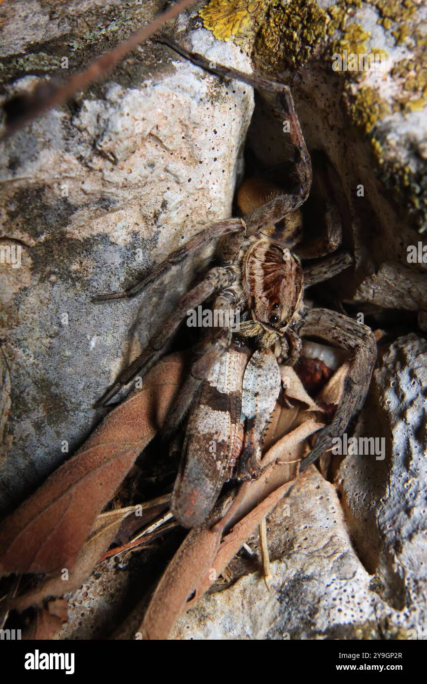 22.09.2024 / Kroatien Rabac Biodiversität Spinne Spinnen Makroaufnahme Makroaufnahme Macrofoto Makrofoto Foto: Balken-Tarantel oder Breitgebänderte Scheintarantel Alopecosa trabalis ist eine Spinnenart aus der Familie der Wolfspinnen Lycosidae *** 22 09 2024 Kroatien Rabac Biodiversität Spinnen Stockfoto